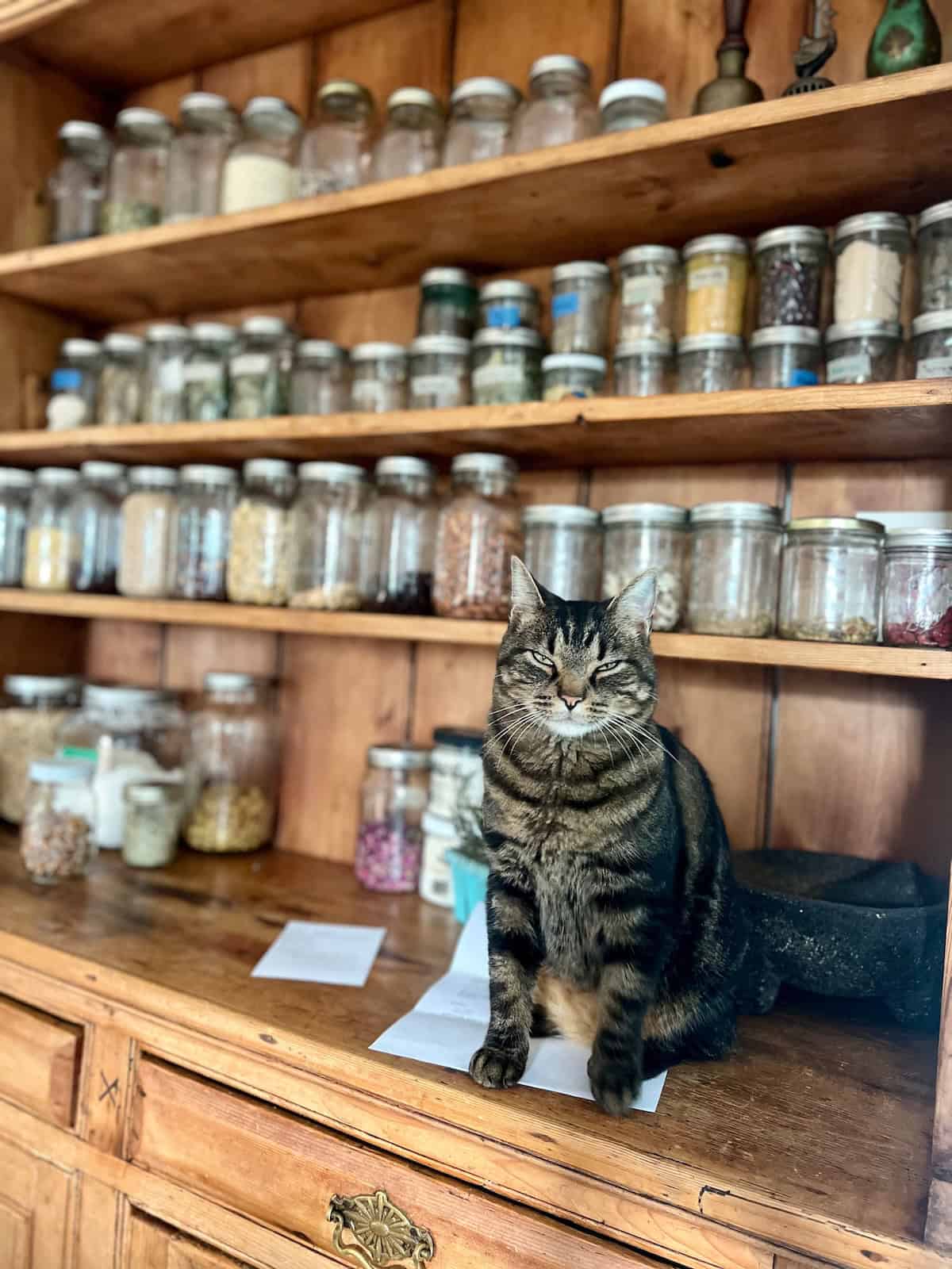 Wooden Shelves with jars of spices and a cat in the foreground.