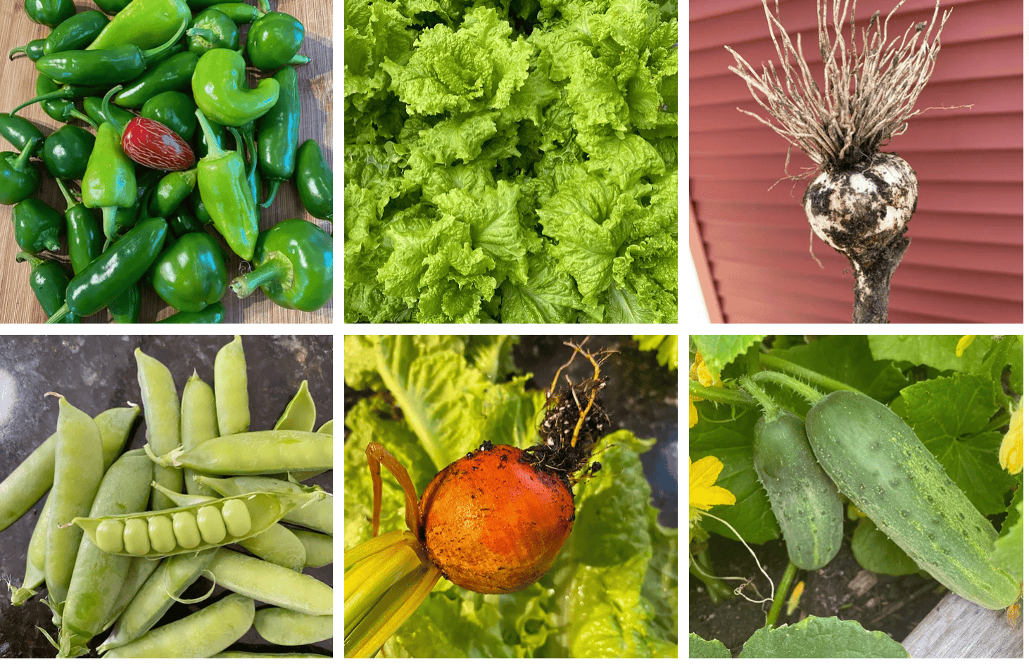 fresh homegrown produce. fresh homegrown produce.